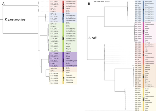 Figure 1 Phylogenetic tree based on the core genome of K. pneumoniae (A) and E. coli (B) isolates. Genomes of isolates of the same STs found in our work were randomly selected from PATRIC database and included in the phylogenetic tree. The genome ID and country of isolation are shown for each isolate. Multiple sequence alignment was performed using Clustal W and resultant output was generated with MegaX.