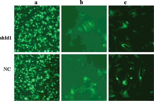 Figure 4. Virus packing in 293 FT cells and MSCs transfection (×10). GFP fluorescence imaging showed that 293 FT cells were transfected by viral vector after 72 h (a); GFP fluorescence imaging showed that MSCs were infected by the packaged virus (b); strong GFP fluorescence imaging showed that transfected MSCs were sorted by FCM (c).