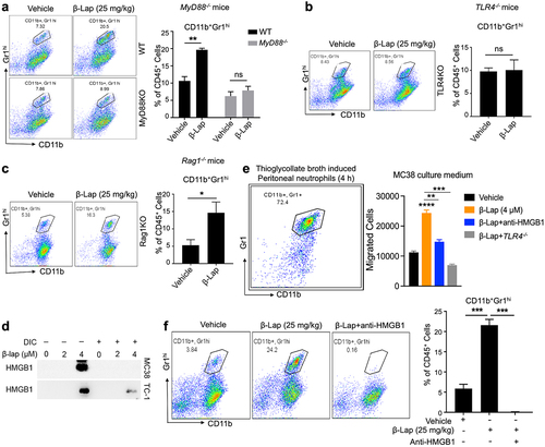 Figure 6. TLR4/MyD88 signaling deficiency or HMGB1 blockade significantly decreases the β-Lap-induced tumor neutrophil infiltration. (a–c) C57BL/6 WT, MyD88−/−, TLR4−/−, or Rag1−/- mice (n = 5/group) were inoculated subcutaneously (s.c.) with 6x105 MC38 cells. Tumor-bearing mice were subsequently treated with β-Lap (25 mg/kg, i.t.) or 20% HPβCD (Vehicle) every other day for a total of four cycles once tumor volumes reached ~80 mm3. Tumor samples were harvested 24 h after the last administrated dose, and tumor-infiltrating neutrophils in the tumor microenvironment were assessed via flow cytometry: (a) Neutrophil populations in MyD88−/− background tumors, (b) Percentage of neutrophils in TLR4−/− mutant tumors, and (c) Percentage of neutrophils in Rag1−/− mutant tumors. (d) Induction of HMGB1 release in the medium after 4 h of β-Lap treatment in MC38 and TC-1 cells was assessed by western blot analysis. (e) MC38 tumor models were established in C57BL/6 WT or TLR4−/− mice, following which mice were treated as described in (a). After the last administered dose, mice were treated with thioglycollate broth for 4 hours, and tumor samples were collected. The migration of peritoneal neutrophils was analyzed in MC38 cell culture medium treated with β-Lap (4 μM) or β-Lap+anti-HMGB1. (f) MC38 tumor models were established as described in (a), and then mice were treated with β-Lap ± anti-HMGB1. Anti-HMGB1 neutralized antibody (200 μg, i.p.) was administrated every 3 days for three times during the treatment. Tumor samples were harvested 24 h after the last administrated dose of β-Lap, and tumor-infiltrating neutrophils in the tumor microenvironment were assessed using flow cytometry. Data are presented as mean ± SD from two independent experiments. *p < 0.05, **p < 0.01, ***p < 0.001, ****p < 0.0001, ns: not significant determined by unpaired Student’s t-test.