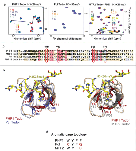 Figure 1. Binding to histone H3K36me3 is not conserved in the Pcl family. (A) Superimposed 1H, 15N HSQC spectra of PHF1 Tudor, Pcl Tudor, and MTF2 Tudor-PHD1 collected upon titration with H3K36me3 peptide. Spectra are color coded according to the protein:peptide molar ratio. (B) Sequence alignment of the Tudor domains of PHF1, MTF2, Pcl and PHF19: absolutely, moderately and weakly conserved residues are colored pink, wheat, and blue, respectively. The aromatic cage residues are highlighted with red ovals. The aromatic residues of PHF1 are labeled. (C) Structural overlays of the PHF1 Tudor bound to H3K36me3 peptide (modeled as sticks in yellow) (PDB 4HCZ) and either the apo- Pcl Tudor on the left (PDB 2XK0) or the apo- MTF2 Tudor on the right (PDB 2EQJ). The aromatic cage residues of PHF1 Tudor are in brick red, while the corresponding Pcl and MTF2 residues are in purple and gray, respectively. (D) Topology of the aromatic cage in the Pcl family of proteins: the variant residues of Pcl and MTF2 are colored red.