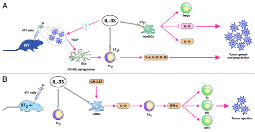 Figure 1. Hypothetical role of IL-33/ST2 axis in tumor growth and progression based on mouse mammary adenocarcinoma 4T1 cancer model. (A) The effects of endogenous and also exogenous IL-33 in tumor-bearing hosts. IL-33 via its receptor ST2L activates Th2-polarized cells and generates relatively immature dendritic cells that do not produce IL-12p70. Subsequently, ST2 signaling could possibly enhance production of thymic stromal lymphopoietin (TSLP) by tumor cells which by upregulating OX40L on dendritic cells lead to induction of IL-4, and more importantly immunosuppressive IL-10 and IL-13 producing Th2-cells that promote cancer escape. Immature dendritic cells induce T regs that contribute to an immunosuppressive environment and facilitate metastasis. (B) In the absence of ST2 (IL-33 receptor), IL-33 produced by epithelial cells and possibly tumor cells does not lead to the activation of Th2-associated immunosuppressive response. Concomitantly, IL-12 produced by classically activated M1 macrophages lead to the maturation of DC, strong IFN-γ production by Th1 cells which activate tumoricidal NK, NKT cells and CD8+ T cytotoxic lymphocytes.