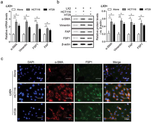 Figure 3. CRC cells mediated HSCs differentiation into CAFs in vitro by increasing the expression of CAFs markers. (a) The mRNA levels and (b) protein levels of α-SMA, vimentin, FSP1, FAP in LX2 cells co-cultured with CRC cells as compared with single cultivation, measured by qPCR and western bot analysis, respectively. (c) LX2 cells positively expressed α-SMA and FSP1 determined by immunofluorescent staining. The asterisks show difference significant as * p < .05, ** p < .01 compared with the two groups showed by a horizontal line.