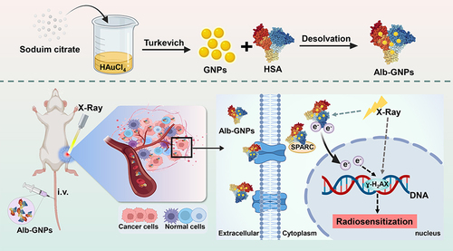 Scheme 1 Schematic illustration of synthesis, radiosensitizing effects and antitumor therapy of Alb-GNPs.