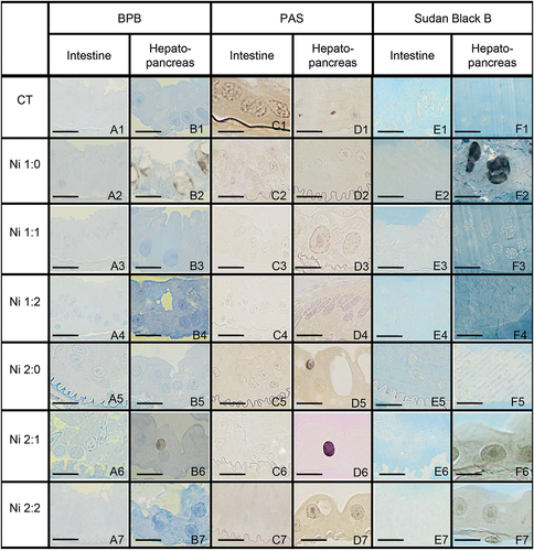 Figure 6. Histochemical staining of the midgut of N. davidi. Light microscope. Scale bars: (A6) 7 μm, (F2) 12 μm, (A4, E1, F3, F7) 13 μm, (C2, C7, D5) 14 μm, (B1, F6) 14.5 μm, (A5, C4, E3, F4) 15 μm, (C3, D6, E2, E6) 16 μm, (A2, C1, D2, E4, E7) 17 μm, (A1, C6, D7, F1) 18 μm, (B2, B4, B6, D1) 19 μm, (D4) 21 μm, (A3, B3, B5, C5, F5) 22 μm, (A7) 23 μm, (B7) 26 μm.