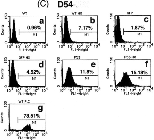 Figure 3. Flow cytometric analysis of (a) U373-MG, (b) U251-MG and (c) D54 glioma cells with TUNEL staining for detection of DNA fragmentation. (a) No treatment, (b) heat-shock treatment at 43°C for 2 h only, (c) Ad5CMV-GFP only, (d) Ad5CMV-GFP + heat-shock treatment at 43°C for 2 h, (e) Ad5CMV-p53 only, (f) Ad5CMV-p53 + heat-shock treatment at 43°C for 2 h and (g) treatment with DNase I as a positive control.