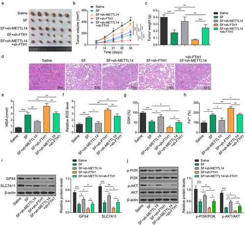 Figure 6. METTL14 enhances the sorafenib sensitivity of CC cells via inhibiting FTH1.