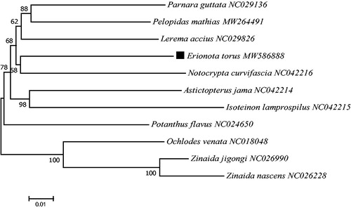 Figure 1. Phylogenetic tree showing the relationship between E. torus and 10 other hesperiinae species based on neighbor-joining method performed using 500 bootstrap replicates. Ochlodes venata, Zinaida jigongi and Zinaida nascens were used as outgroups. GenBank accession numbers of each sequence were listed in the tree behind their corresponding species names.