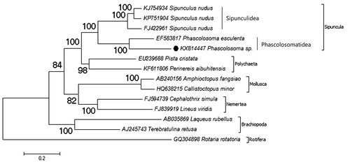Figure 1. Phylogenetic relationship of Phascolosoma sp. (KX814447) in the Trochozoa. For reconstruction of the phylogenetic tree, two species from the every Trochozoa phylum selected and a Rotifera species selected as the out group. The mitochondrial genome of the selected species retrieved from the GenBank. The presented record marked with a dot.