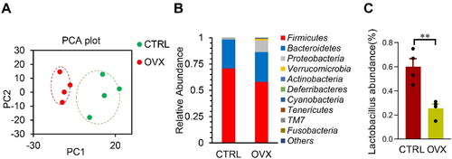 Figure 1. Changes of microbiota in OVX mice model. (A) Principal Component Analysis on the relative abundance of bacterial phylum. Each point represents a sample, plotted by the second principal component on the Y-axis and the first principal component on the X-axis, which was colored by group. (B) The relative abundance of OTUs (%) in the fecal bacterial community. (C) The relative abundance of Lactobacillus in the fecal bacterial community. Data are expressed as mean ± SEM. **p < .01.