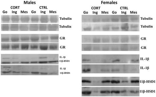 Figure 5. Representative western blots images for Figures 2–4. Gonadal (Go), Inguinal (Ing), and Mesenteric (Mes) and adipose tissue. The 3 left bands of the blot are CORT treated rats and 3 right ones are CTRL. Two representative blots are present for each antibody quantified.