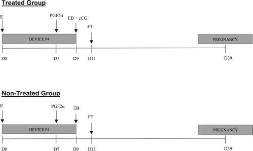 Figure 1. Schematic diagram of the experimental design for evaluating the effect of the administration of eCG in a fixed-time artificial insemination protocol (FTAI) in the fertility rate in lactating cows subjected to altitude conditions. P4 = 1.38 g of progesterone by intravaginal device; FTAI = fixed-time artificial insemination; EB = 2 mg. estradiol benzoate; eCG = 400 IU equine chorionic gonadotropin; D = day.