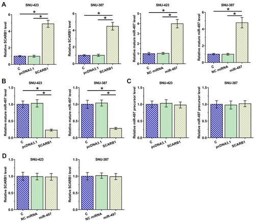 Figure 3 Overexpression of circRNA SCARB1 downregulated mature miR-497 in HCC cells. To explore the effects of overexpression of circRNA SCARB1 on the maturation of miR-497, SNU-423 and SNU-387 cells were transfected with either circRNA SCARB1 expression vector or miR-497 mimic, followed by the confirmation of transfections at 48 h post-transfection by RT-qPCR (A). The effects of overexpression of circRNA SCARB1 of the expression of mature miR-497 (B) and miR-497 precursor (C), as well as the effects of the transfection of miR-497 mimic on circRNA SCARB1 expression (D) were also analyzed by RT-qPCR. Mean ± SD values were used to express data of 3 biological replicates of in vitro cell experiments. *p < 0.05.