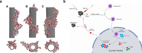 Figure 6. Application of SWNT as a delivery method of GC’s aided by laser irradiation. (a) Simulation snapshots of the GC adjuvants wrapped around SWNTs with different diameters, (A) 12.20, (B) 16.27, and (C) 20.34 Å, respectively. Adapted under the terms of license CC BY-NC 4.0 from Ref.Citation131 Copyright 2018, the authors. (b) Schematics representing a laser immunotherapy system for the effective treatment of metastatic cancers. SWNTs functionalized with GC are co-administered with checkpoint inhibitors, anti-CTLA-4 antibodies, in conjunction with laser irradiation to enhance tumor antigen uptake and presentation. Adapted with permission from Ref.Citation130 Copyright 2019, Elsevier.