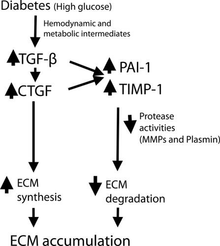 Figure 4 One pathogenic pathway by which high glucose in diabetes and hypertension work through prosclerotic growth factors to dysregulate ECM turnover. Both TGF-β and CTGF have been shown to induce TIMP-1 and PAI-1, resulting in reduced MMP and plasmin activity. This paradigm best applies to diabetic renal disease.