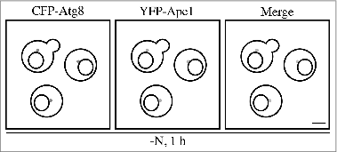 Figure 7. Label the panels. The addition of even simple labels can make the figure easier to understand.