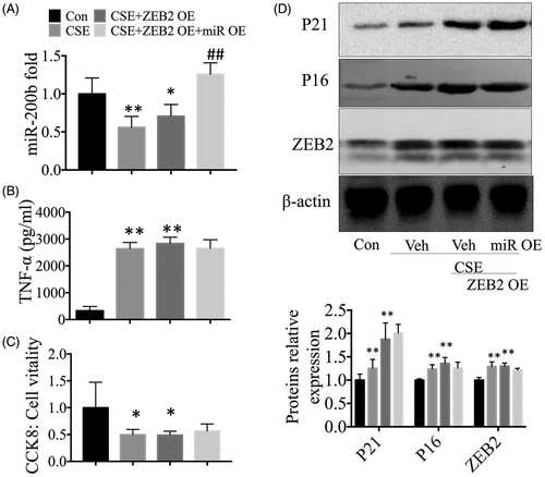 Figure 5. The protective effects of miR-200b overexpression were inhibited by high expression of ZEB2. (A) qRT-PCR results of miR-200b levels in the lungs. (B) Cytokine (TNF-α) levels in the cell culture supernatants. (C) CCK-8 results. (D) Western blot analysis of P16, P21, and ZEB2 protein expression in the cells. *p < .05 **p < .01 versus control group. ##p < .01 versus CSE-treated group.
