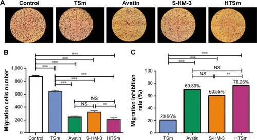 Figure 4 Micelles with S-HM-3 inhibits cell migration.Notes: The image of different samples on the migration of HUVECs for 24 hours (Scale ×100) (A). Effect on the migration amount of HUVECs (B). Effect on the inhibitor ratio of HUVECs migration (C) (n=3, **P<0.01; ***P<0.001; NS means P>0.05).Abbreviations: HUVEC, human umbilical vein endothelial cells; NS, nonsignificant.