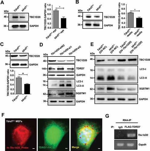 Figure 4. Tdrd7 deletion downregulated TBC1D20 disrupting autophagosome maturation. (A-B) Immunoblotting analysis of TBC1D20 in the eyes and testes of Tdrd7+/− and tdrd7−/− mice (left). Quantification analysis revealed a significantly decreased expression of TBC1D20 (*P < 0.05) (right). (C) Immunoblotting analysis of TBC1D20 in Tdrd7+/− and tdrd7−/− MEFs. Quantification analysis revealed a significantly decreased expression of TBC1D20 (**P < 0.01). GAPDH served as a loading control in (A) to (C). (D) Tdrd7+/− MEFs cells stably expressing Tbc1d20-siRNA1 and Tbc1d20-siRNA2 were generated, and the expression levels of TBC1D20, TDRD7, LC3-II, SQSTM1, and GAPDH (control) in Tbc1d20-silenced Tdrd7+/− MEFs cells were determined by immunoblotting. (E) Tdrd7+/− and tdrd7−/− MEFs transfected with or without Tbc1d20 and control vectors were generated, and the expression levels of TBC1D20, LC3-II, SQSTM1, and GAPDH (control) were determined by immunoblotting. (F) FISH-immunofluorescence assay showed that FLAG-labeled TDRD7 (green dot signals) co-localized with Tbc1d20 mRNAs (red dot signals) in Tdrd7+/− MEFs. The nuclei were stained with 2-(4-amidinophenyl)-1 H-indole-6-carboxamidine (DAPI) (blue signals). Scale bar: 5 µm. (G) RNA immunoprecipitation assay using FLAG-labeled TDRD7 antibody, followed by RNA isolation and RT-PCR, revealed TBC1D20 transcripts enriched in FLAG-labeled TDRD7 complexes. All the data are representative of three independent assays