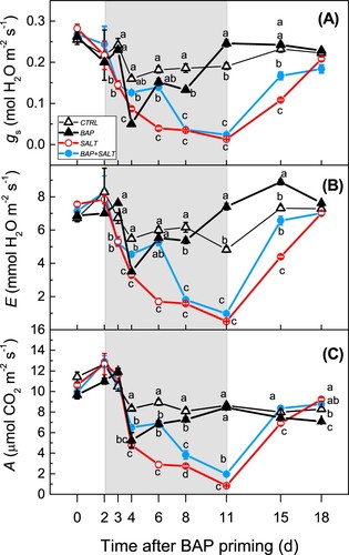 Figure 4. Variations in (A) stomatal conductance, (B) transpiration and (C) photosynthetic rate measured in vines under salt stress (o, [SALT]), under salt stress primed with the BAP (•, [BAP + SALT]), control (Δ, [CTRL]) and vines primed with BAP (▴, [BAP]) during the salt stress (gray filled area) and recovery periods. Comparing treatments at the same time different letters indicate statistically significant differences (p < 0.05). Note that when differences among treatments were not statistically significant letters are not reported. Bars are SE and are visible only when larger than the symbol.