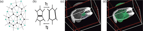 Figure 3. Tissue-guided simplex models: (a) 2-simplex mesh and dual triangulation; (b) T1 and T2 Eulerian operators defined on 2-simplex mesh. Prior results Citation[19]: (c) radially varying simplex and (d) dual triangulated surface, topologically equivalent to a sphere. This topological limitation is addressed in the current paper. [Color version available online.]