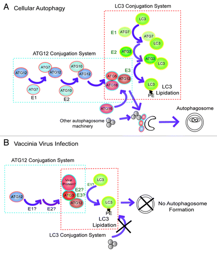 Figure 9. A possible mechanism by which vaccinia virus disrupts autophagy machinery. (A) The functions of the ATG12 and LC3 ubiquitin-like protein conjugation systems are required for normal autophagosome formation. The ATG12 ubiquitin-like conjugation system leads to formation of the ATG12–ATG5–ATG16L multimeric complex, which serves as an E3-like enzyme for lipidation of LC3 at phagophore, facilitating autophagosome maturation. (B) Vaccinia virus infection causes ATG12–ATG3 conjugation, which may have both E2- and E3-like enzyme activity. The ATG12–ATG3 complex results in massive aberrant LC3 lipidation which is dislocated from phagophore, causing failure in autophagosome formation.