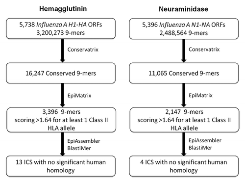 Figure 1. Informatic-driven identification of influenza H1N1 hemagglutinin and neuraminidase immunogenic consensus sequences. Results of the step-wise computational process of screening H1-HA and N1-NA sequences for conserved and potentially immunogenic epitopes and constructing immunogenic consensus sequences are shown.