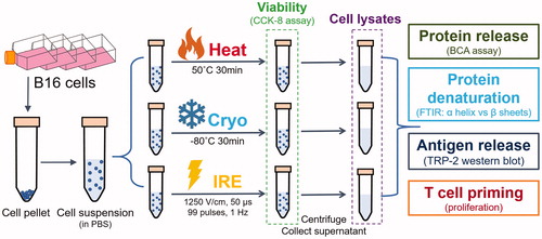 Figure 1 Schematic of in vitro cell treatments and assessments. B16 cell suspensions were generated and treated by Heat, Cryo and IRE, respectively. Viabilities were measured immediately after the treatment. The lysates from treated cells were collected and were assessed for protein release, protein denaturation, antigen release, and T cell priming.