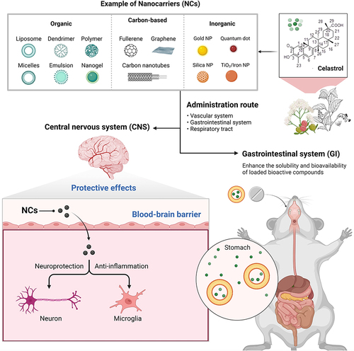 Figure 3 Future perspectives on strategies for the delivery of celastrol using nanocarriers. Celastrol can be loaded onto or conjugated to nanocarriers, boosting its ability to pass across blood-brain barriers and increasing its solubility and bioavailability through the digestive tract. Created with BioRender.com.