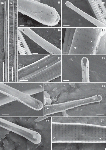 Figs 16–27. Torgania coronata gen. et sp. nov., SEM. Figs 16, 18–22. External view. Figs 17, 23–27. Internal view. Figs 16, 17. Full valves. Fig. 18. Apex with ornamented margin, distal part of raphe slit and external opening of the rimoportula (black arrowhead). Fig. 19. Pole with sigmoid raphe slit entirely located on the valve face and rimoportula (white arrowhead). Fig. 20. Uniseriate striae and ventral sternum (black arrowheads), in the central part of the valve. Fig. 21. Detail of the central part of the valve showing the virgae with wart-shaped structures (white arrowheads) on the valve face and on the valve-mantle junction (black arrowheads), and the striae composed of occluded areolae. Fig. 22. Shallow mantle with one longitudinal row of areolae (arrowhead) and perforated valvocopula (*). Fig. 23. Pole with the valvocopula (*) and two intercalary bands (a, b). Fig. 24. Inner raphe slit and oblique rimoportulae (black arrowhead) at the poles. Fig. 25. Valve apex showing rimoportula (black arrowhead) and the sternum (white arrowhead) Fig. 26. Raised helictoglossa (black arrowhead) at a pole. Fig. 27. Internal view of the ventral sternum and the non-occluded areolae and sternum (white arrowheads). Scale bars: Figs 16, 17: 10 µm, Figs 19, 20, 22, 25, 27: 1 µm, Figs 23, 24, 26: 500 nm, Figs 18, 21: 300 nm