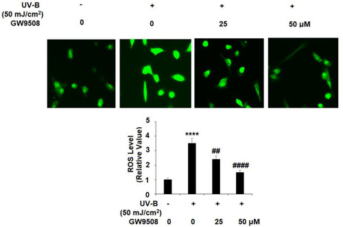 Figure 3 The Gpr40 agonist GW9508 protected against ultraviolet-B (UV-B)-induced oxidative stress in epidermal stem cells (ESCs). Cells were exposed to UV-B (50 mJ/cm2) with or without GW9508 (25, 50 μM) for 24 h. Generation of reactive oxygen species (ROS) was measured by DCFH-DA staining (****, P<0.0001 vs vehicle control; ##, ####, P<0.01, 0.0001 vs UV-B group, n=4).