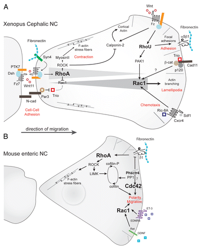 Figure 4. Rho signaling in neural crest migration. (A) Rho signaling in migratory Xenopus cephalic neural crest cells. RhoA/ROCK signaling predominates at the rear of the cells. Wnt/PCP effectors (Wnt11/Fz7/PTK7/Dsh) activate RhoA whereas Par3 lowers Rac1 activity by inhibiting Trio. At the cell leading edge, Rac1 activity is triggered by Cadherin-11/Trio, RhoU via PAK1 and Sdf1/Cxcr4 via Ric-8A. The non-canonical Wnt pathway induces RhoU, which is required for cell adhesion, and Calponin-2, which antagonizes Rho-induced stress fibers. (B) In mouse enteric NC cells, integrin signaling activates Rho/ROCK pathways whereas GDNF and ET-3 activate Rac1/Cdc42 activities. Phactr4 controls lamellipodia formation at the leading edge cell through inhibition of integrin signaling toward RhoA/LIMK and cofilin dephosphorylation. Potential pathways are indicated by question marks.