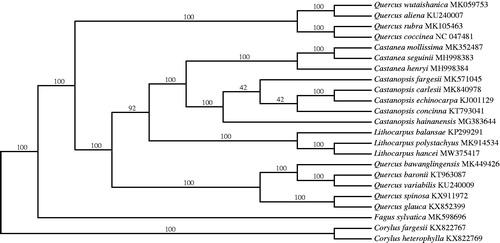 Figure 1. Phylogenetic analysis based on 21 complete cp genome of Fagaceae and two Corylus species designated as outgroups. The bootstrap support values are shown above the node.