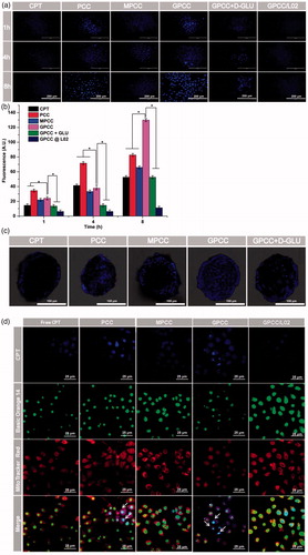 Figure 3. In vitro targeting evaluation of the GPCC conjugate for HepG2 and L02 cells. (A) Qualitative cellular uptake of conjugates by GLUT1+ HepG2 cells compared with GLUT1- L02 cells at different times. (B) Quantitative cellular uptake of conjugates by HepG2 and L02 cells at different times. (C) Images of HepG2 MCTS treated with conjugates at 1 μM for 8 h, images were captured at a z-depth of 100 µm of each MCTS. The GPCC conjugate exhibited significantly enhanced targeting of GLUT1+ HepG2 cells compared with that of other conjugates and that for GLUT1− L02 cells. (D) Subcellular localization of conjugates in GLUT1+ HepG2 cells and GLUT1- L02 cells visualized by confocal fluorescence microscopy. Cells co-incubated with different conjugates at a CPT concentration of 1 μM for 4 h. The white arrows indicate co-localization of the conjugates and the nuclei. *p < .05.
