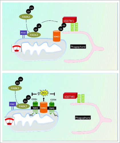 Figure 9. Proposed model for the regulation of cell mitophagy by the TSPO:VDAC1 expression ratio. Working model for the regulation of mitophagy by TSPO and VDAC1. When TSPO expression is low relative to VDAC1, ROS production is reduced, which facilitates PARK2-mediated mitochondrial ubiquitination and results in recruitment of the autophagosomal machinery. Increasing the TSPO:VDAC1 ratio leads to elevated ROS, which inhibits PARK2-mediated ubiqutination, SQSTM1 recruitment and mitophagy.