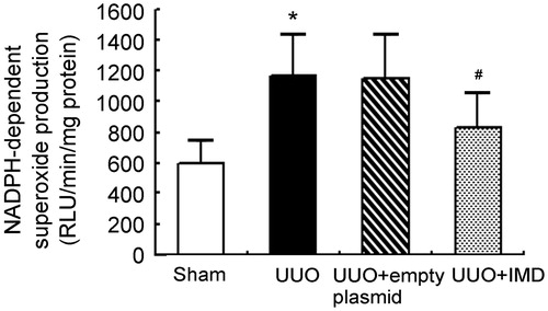 Figure 4. IMD attenuates UUO-induced elevation of NADPH oxidase activity. Data in bar graphs are means ± SD, n = 6. *p < .05 versus the sham control group; #p < .05 versus the UUO group.