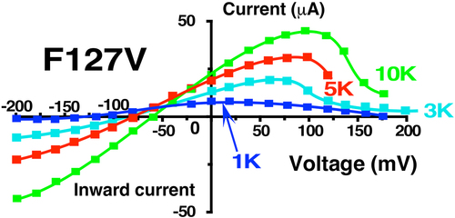Figure 8. Effect of external K on the whole cell F127V-Kir1.1b current-voltage relation. Representative whole-cell current-voltage curves were obtained from an individual oocyte bathed in zero Ca, zero Mg and successive external K concentrations between 1 mM and 10 mM. Other oocytes (n = 6, obtained on different days) showed similar K dependence of their I-V curves, but with different absolute current levels. Abscissa is oocyte membrane potential relative to bath (ground). Shifts in reversal potentials at different external K are consistent with F127V-Kir1.1b having a high K selectivity.