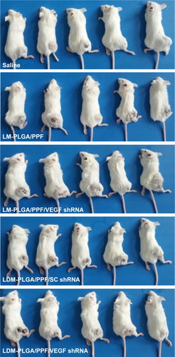 Figure S6 Photographs of different groups of tumor-bearing mice after 21-day treatment with saline, LM-PLGA/PPF, LM-PLGA/PPF/VEGF shRNA, LDM-PLGA/PPF/SC shRNA, and LDM-PLGA/PPF/VEGF shRNA.Abbreviations: PLGA, poly(d,l-lactic-co-glycolic acid); PPF, PEI-PEG-FA; PEI-PEG-FA, polyethyleneimine premodified with polyethylene glycol-folic acid; shRNA, small hairpin RNA; VEGF, vascular endothelial growth factor.