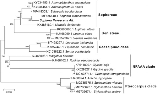 Figure 1. Phylogenetic tree yielded by ML analysis of 21 higher plant cp genomes. ML consensus tree is shown with bootstrap supports indicated by numbers besides branches.