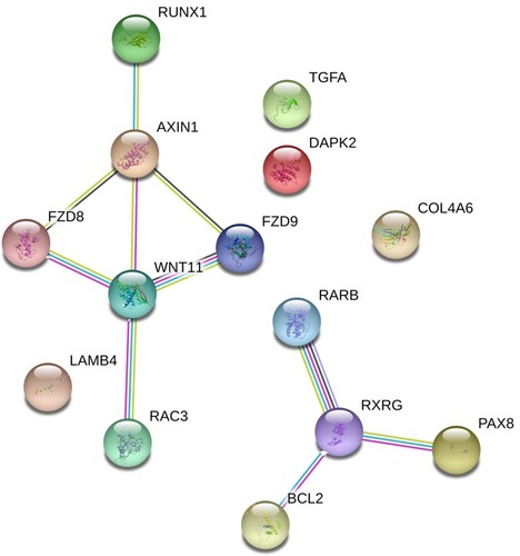 Figure 5 PPI network analyses of genes coexpressed in CDH16 in pathways in cancer.
