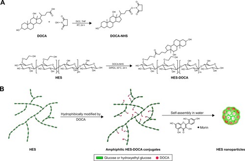 Scheme 1 The synthesis scheme of HES-DOCA conjugates (A) and schematic illustration of DOCA-mediated self-assembled HES-based nanoparticles (B).Abbreviations: HES, hydroxyethyl starch; DOCA, deoxycholic acid; HES-DOCA, hydroxyethyl starch-deoxycholic acid.