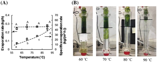 Figure 4. (A) The evaporation rate and the specific evaporation rate in the ATFD for different temperatures (rotation speed =600 rpm, feed rate = 0.3 kg/h). The error bars represent the standard deviation of the experimental data (n = 3). The same letters represent no significant difference at the 95% confidence interval. The dotted lines are added to guide the eye. (B) Images showing the occupied surface area in the ATFD chamber at different drying temperatures.