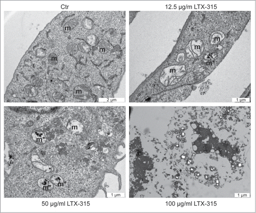 Figure 1. Ultrastructural characteristics of LTX-315-induced cell death. U2OS cells were either left untreated (control, Ctr) or treated with the indicated dose of LTX-315 for 6 hours followed by osmium tetroxide staining and transmission electron microscopy. Note the presence of dilated mitochondria in cells treated with 12.5 or 50 µg/ml of LTX-315.