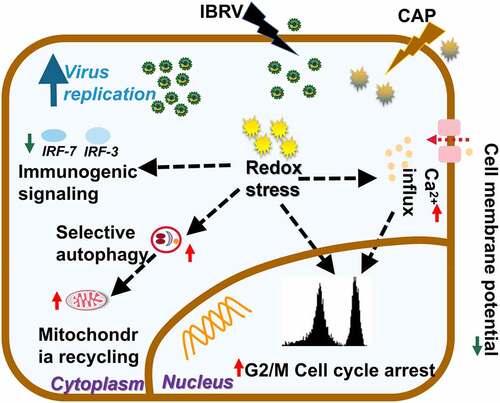Figure 7. Conceptual illustration on cell orchestrated processes favoring virus multiplication on joint IBRV infection and CAP exposure. By imposing cellular redox stress, CAP triggers DNA damage signaling that leads to G2/M cell cycle arrest and enhanced selective autophagy including mitophagy. CAP could also induce lipid peroxidation that is accompanied with Ca2+ influx and decreased cell membrane potential. While these alterations prepared favorable intracellular environment for virus multiplication, CAP suppresses immunogenic signaling to protect host cells from immune recognition that establishes a homeostatic and friendly extracellular environment for virus to propagate