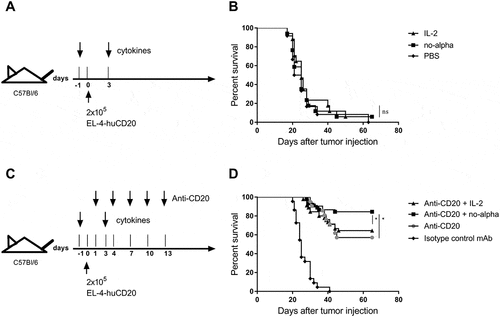 Figure 2. Potentiation of the anti-tumor effect of anti-CD20 antibody upon combination with no-alpha mutein. (a), Schematic representation of cytokines monotherapy treatment schedule. (b), IL-2 and no-alpha mutein have no antitumor effect in C57Bl/6 mice injected with EL4-huCD20 cells; IL-2 (n = 17), no-alpha (n = 17), and PBS (n = 12). (c), Schema of combined treatment schedule. (d), Survival curves of mice with the different treatments as indicated; CD20 + IL-2 (n = 45), CD20 + no alpha (n = 45), CD20 (n = 21) and IgG2a (n = 21). Data correspond to two (b) and three (d) independent pooled experiments (log-rank test; *, P < .05; **, P < .01; ***, P < .001; ns: not significant).