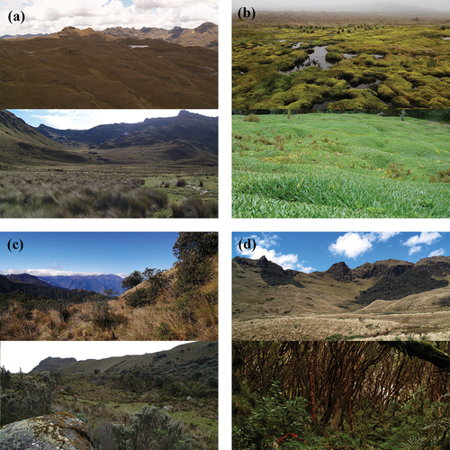 Figure 1. Example photos of important habitats for birds across the páramo ecosystem in the Macizo del Cajas Biosphere Reserve, southern Andes of Ecuador. We present two examples per habitat (upper and lower panels): (a) tussock páramo grassland, (b) cushion páramo, (c) shrubby paramo, and (d) Polylepis woodlands.