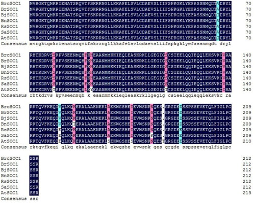 Figure 1. Comparison of the amino acid sequence of BrcSOC1 with 6 other SOC1 homologs.Note: Species name and GenBank accession numbers for the sequences are as follows (in parentheses): BrSOC1 (Brassica rapa, XP009133734.1), BjSOC1 (Brassica juncea, AGB50999.1), BnSOC1 (Brassica napus, CDY53886.1), RsSOC1 (Raphanus sativus, XP018475674.1), SaSOC1 (Sinapis alba, AAB41526.1), AtSOC1 (Arabidopsis thaliana, NP182090.1). The dark blue color shows the same amino acid alignment, the light blue color shows more than two differences in amino acid sequence alignment, and the pink color shows one difference in amino acid sequence alignment