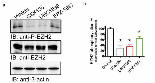 Figure 8. Phosphorylation of EZH2 was suppressed by GSK126, EPZ-5687, and UNC1999 in THP-1 cells. Western blot analysis of EZH phosphorylation levels in THP-1 cells treated with 1 µM of GSK126, UNC1999, and EPZ-5687. Phosphorylation signal was normalized to total EZH2 protein level. Bands were detected by scanning densitometry and normalized to total β-actin (loading control). N = 3 independent experiments