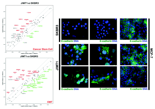 Figure 2. Left: Activation of EMT/CSC-related gene signatures in trastuzumab-refractory JIMT1 cells. Right: Aberrant E-cadherin localization in trastuzumab-refractory JIMT1 cells.
