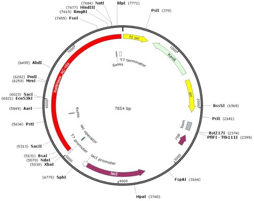 Figure 1. Gene map of ReNHase with His-tag in Plasmid vector pET-24a(+).