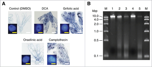 Figure 2. Phytotoxic effects of daurichromenic acid (DCA) and grifolic acid on R. dauricum cells. (A) Trypan blue staining to evaluate cell viability. Seven-day-old cell cultures were incubated with 100 µM of each indicated compound for 24 h, then stained with trypan blue. Control cells were treated with the solvent dimethyl sulfoxide (DMSO) only. White Bar, 100 µm. Inserted images are the fluorescent detection of nuclei after staining with 4′,6-diamidino-2-phenylindole (DAPI). Yellow bar, 10 µm. (B) Agarose gel electrophoresis of genomic DNA from R. dauricum cells treated as in A. DNA was separated on a 2% agarose gel and stained with ethidium bromide. Lane M, marker DNA with the indicated sizes; lane 1, control cells; lane 2, DCA-treated cells; lane 3, grifolic acid-treated cells; lane 4, orsellinic acid-treated cells; and lane 5, camptothecin-treated cells.